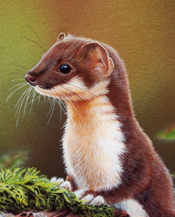 Stoat – Baron Fine Art