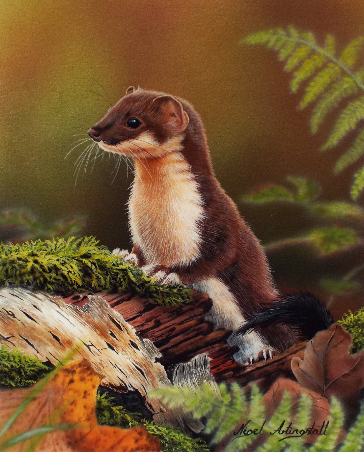 Smiling Stoat Stoat – Baron Fine Art
