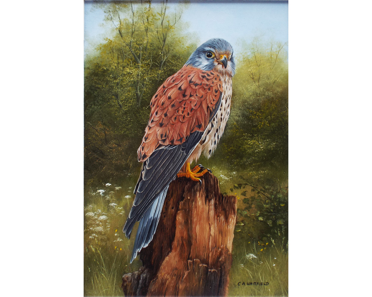 Carl Whitfield, Kestrel on a Post - Product Image