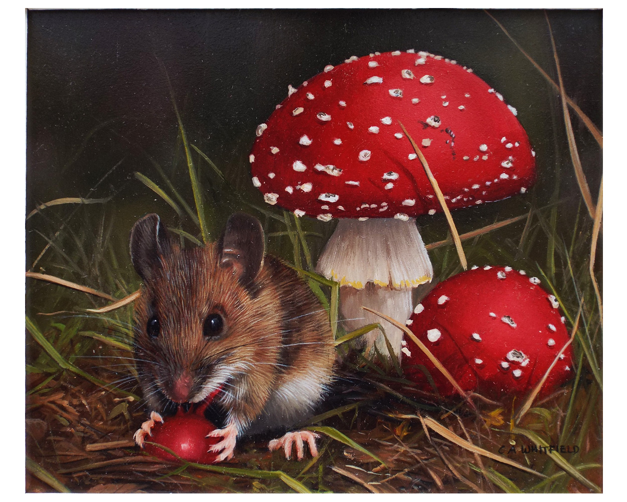 Carl Whitfield, Harvest Mouse feeding near Toadstools- Product Image